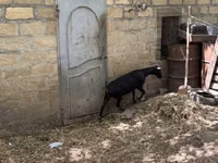 عنزة, Murcia-Granada goats — الصورة 6