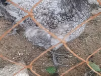 Chickens — foto 3