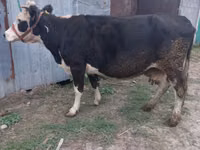 Vaca, Russian Black pied cattle — foto 2