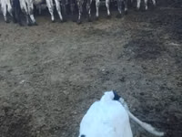 காளை, Russian Black pied cattle — புகைப்படம் 1