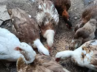 Ducks — Foto 2