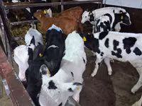 Býk, Russian Black pied cattle — foto 2