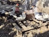 Ducks — foto 1