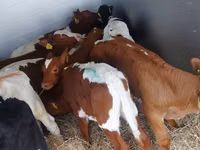 Buqa, Simmental cattle — 3-rasm