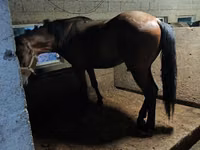Cheval, Arabian horse — photo 1