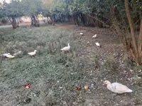 Geese — foto 4