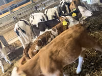Býk, Russian Black pied cattle — foto 5