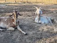 Keçi, Nubian Goat — foto 5
