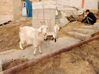 母山羊, Goats — 照片 2
