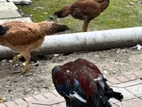 Chickens — الصورة 2