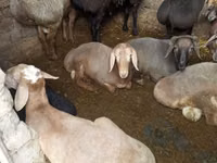 Bélier, Moutons — photo 2