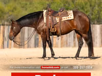 母马, Quarter Horse — 照片 1