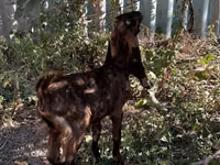 Cabra, Kamori goats — foto 3