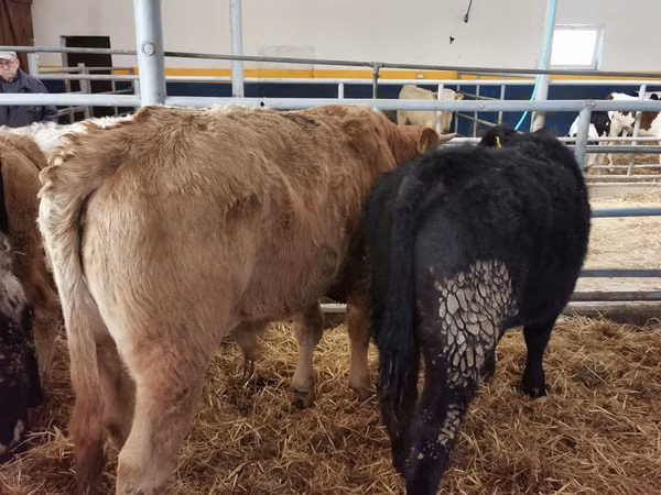 Touro, Simmental cattle