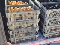 Chickens — foto 5