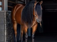 Айғыр, Quarter Horse — 2-сурет