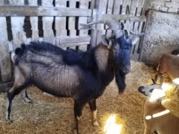 Kozioł, Italian Alpine goat