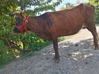 Krava, Skot — foto 3