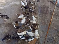 Ducks — Foto 7