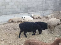 Brebis, Moutons — photo 7