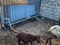 Owca, Owce — zdjęcie 1