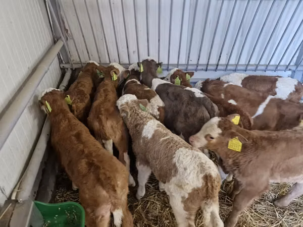 Cattle (batch, sex not specified), Simmental cattle