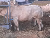 Byk, Charolais cattle — zdjęcie 1