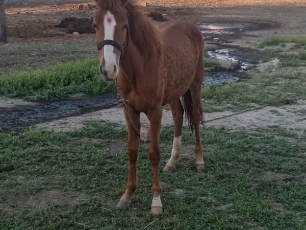 Cheval, Azerbaijan horse