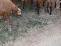 Sheep (batch, sex not specified), Sheep — photo 2
