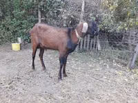 Kozioł, Nubian Goat — zdjęcie 2