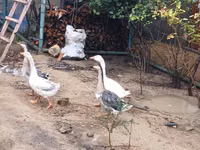 Geese — foto 5