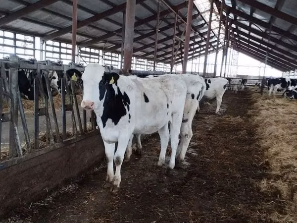 Vache, Swiss cattle