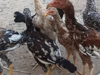 Chickens — photo 8