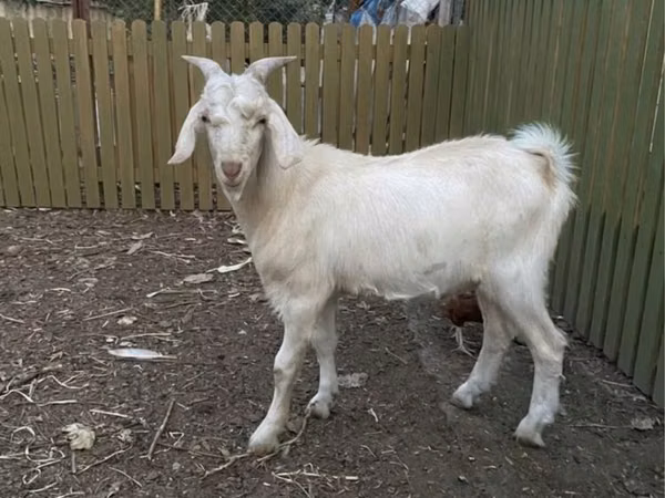 ஆண் வெள்ளாடு, Saanen goat