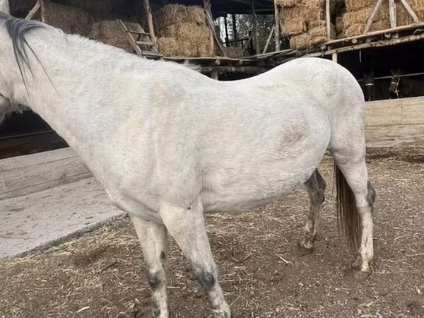 Jument, Tersk horse
