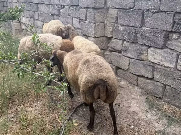 Ovce (šarže, pohlaví neuvedeno), Ovce — Ázerbájdžán