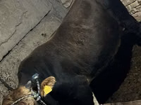 公牛, Cattle — 照片 2