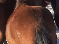 馬（ロット、性別未指定）, Horse breed — 写真 4