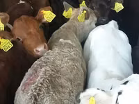 Buqa, Simmental cattle — 5-rasm