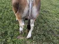 Touro, Partenaise cattle — foto 4