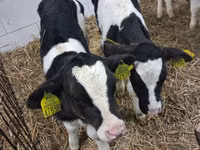 ხარი, Russian Black pied cattle — ფოტო 6