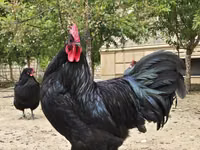 Australorp — zdjęcie 3