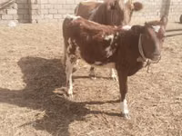 ძროხა, Simmental cattle — ფოტო 2
