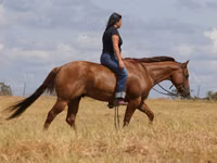 At, Quarter Horse — foto 3