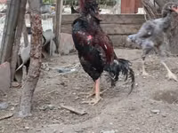 Chickens — Foto 1