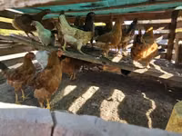 Chickens — foto 2