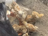 Chickens — zdjęcie 2