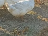 Ducks — foto 3