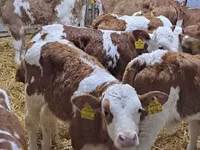 牛（ロット、性別未指定）, Simmental cattle — 写真 1