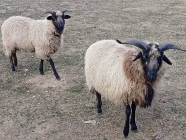 भेड़ें (लॉट, लिंग निर्दिष्ट नहीं), Cameroon sheep